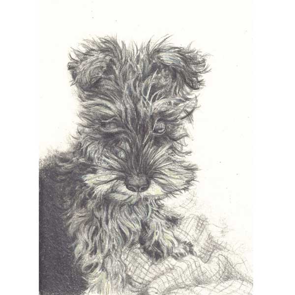 Commisioned Pet Drawing